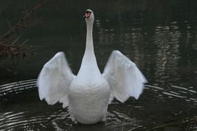 swan beats wing on the water