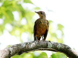 tropical bird on a tree branch in the forest