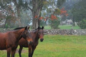 Horses on the green field on the farm
