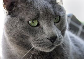 photo portrait of a gray cat with green eyes close up