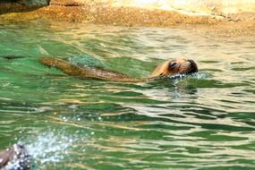 sea lion swims in the pool