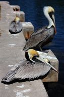 beautiful pelicans relax on the pier