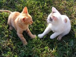 white and red kittens on green grass