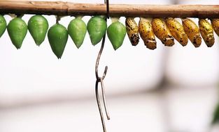 butterfly dolls on a wooden stick
