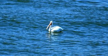 cute lovely Pelican Bird