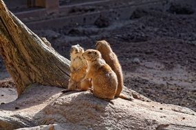 gophers on a stone near a tree