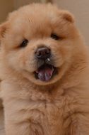 portrait of a chowchow puppy