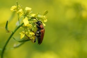 brown Beetle on yellow flowers close up
