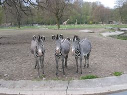 three zebras in the zoo