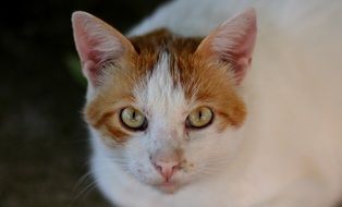 Orange and white kitten looking up