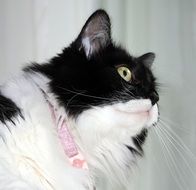 black and white cat with a pink collar