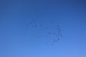 flock of Birds Flies in Blue Sky