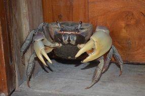 portrait of big Crab in the Corner