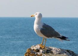 Seagull on a rock by the ocean