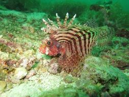 exotic red Lionfish ocean portrait