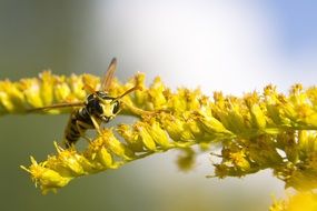 Macro Picture of wasp on a flower