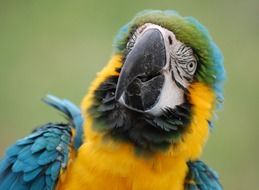 Colorful Tropical Parrot Bird at blurred background