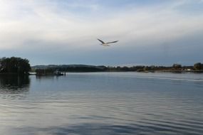 seagull is flying over the lake