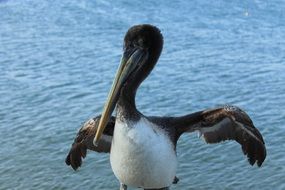 White and black pelican