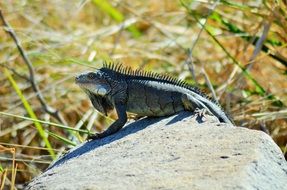 iguana standing on the stone