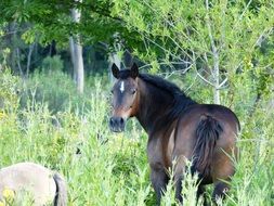 black horse among green nature