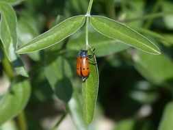 Beetle Meloideo from the family of beetles