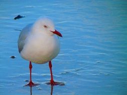 seagull on blue water close up