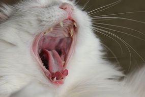 Cat Yawn