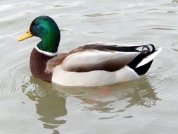 Wild duck in the water