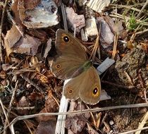 Lasiommata Maera or velvet