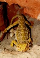 yellow bearded dragon