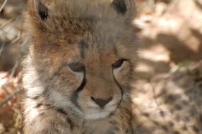 African small Cheetah