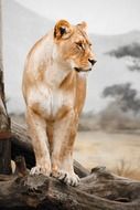 standing graceful lion