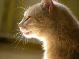 domestic fluffy whiskered cat