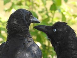 Wild black ravens