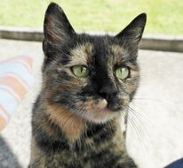 portrait of domestic cat with green eyes