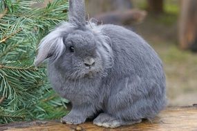 grey dwarf rabbit on the ground near a Christmas tree