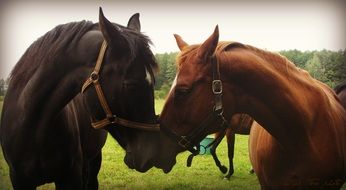 Horse couple