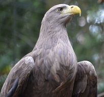 eagle on a background of green trees