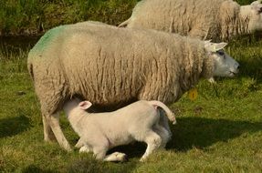 lamb drinking milk