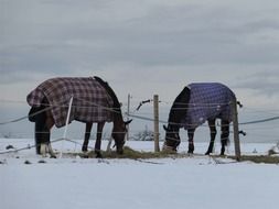 Horses on a snowy pasture