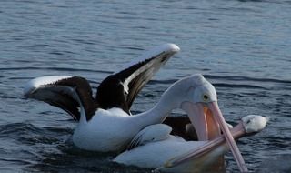 the struggle of two pelicans in the water