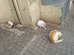 cats wash near the wall, istanbul