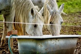 Horse Drink Water