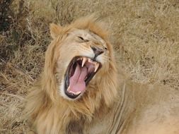 roaring lion on dry grass