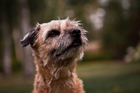cute lovely Pet Dog
