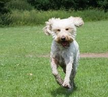 curly white happy dog âârunning through the grass