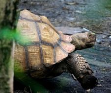 beautiful and amazing colorful Turtle among the plants