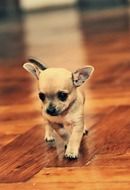 Little Chihuahua doggy