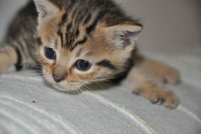 Bengal kitten is crawling on the sofa